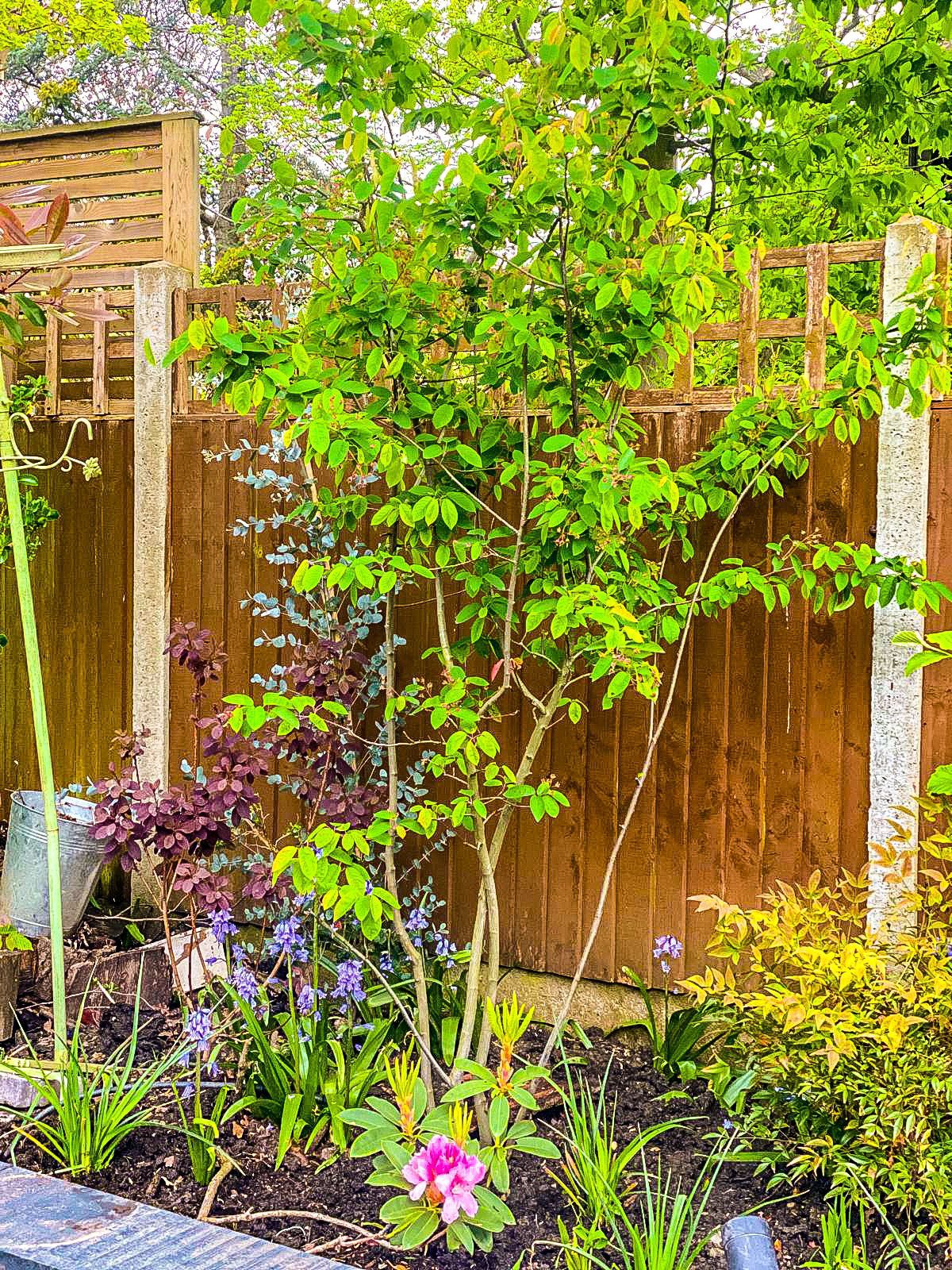 East Finchley Garden 2024 East Finchley Garden 2024
